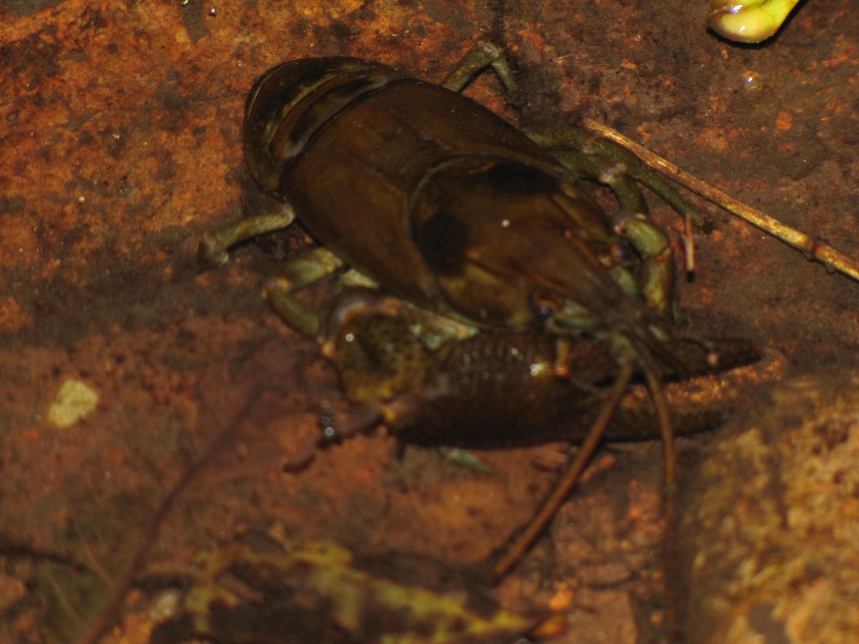 La Magnifica Preda! Austropotamobius pallipes